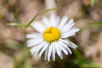 Spring season. Blossom flowers in the garden. Sunny day.