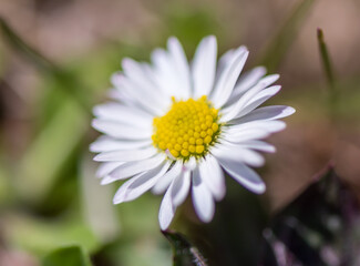 Obraz premium Spring season. Blossom flowers in the garden. Sunny day.
