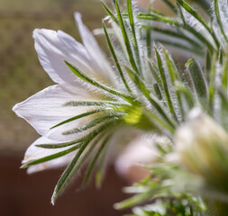 Spring season. Blossom flowers in the garden. Sunny day.
