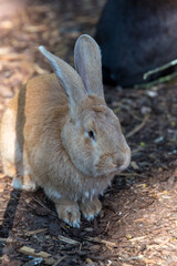 rabbit in the garden