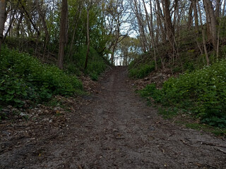 Obraz premium path in the woods