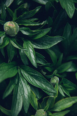 Background of green peony leaves. Fluffy big bush, top view. An unopened bud, and narrow long leaves. Natural texture.
