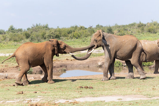 Elefanten messen ihre Kr&auml;fte - elephants fighting