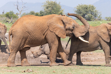 Elefanten und Nashorn an Wasserstelle - Elephant and Rhino at waterhole