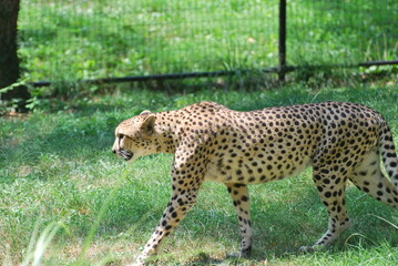 A Cheetah in the grass, at a Zoo. 