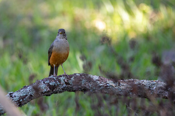 Isolated Orange thrush (Turdus rufiventris ). A typical Brazilian bird with harmonious and very beautiful song. In Selective focus