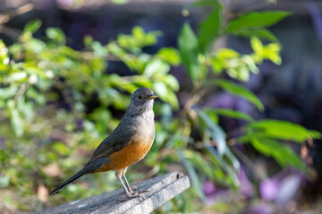  A Orange thrush (Turdus rufiventris ), isolated among the green leaves . A typical Brazilian bird with harmonious and very beautiful song. Selective focus