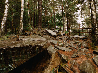 deep carpathian forest in summer