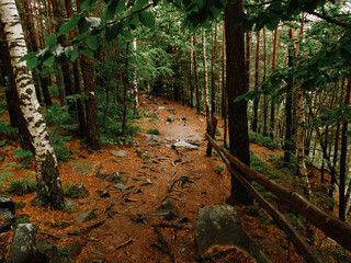 deep carpathian forest in summer