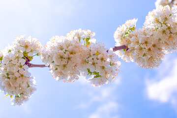 Spring background. Blooming cherry twig, white flowers against a blue sky on a sunny day.