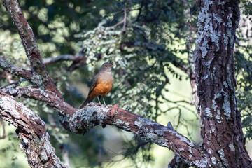 Orange thrush (Turdus rufiventris ), isolated among the green leaves . A typical Brazilian bird with harmonious and very beautiful song. Selective focus