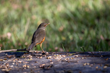 Isolated Orange thrush (Turdus rufiventris ). A typical Brazilian bird with harmonious and very beautiful song. Selective focus from back