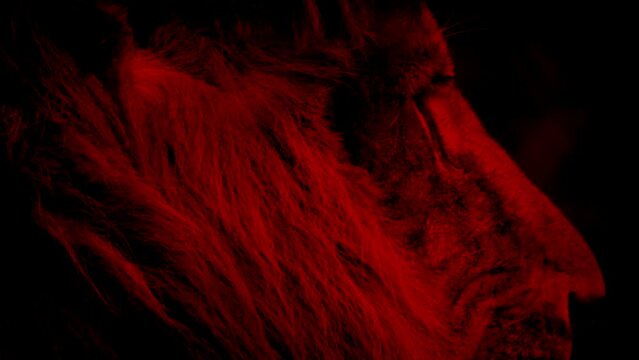 Red Lion Images – Browse 57,487 Stock Photos, Vectors, and Video ...