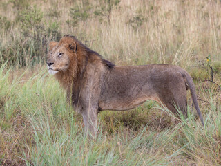 Löwen Männchen im Gras - male lion posing in grass