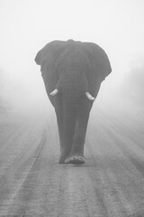 Fototapeta na wymiar Elefant im Nebel - Elephant in the mist in black&white