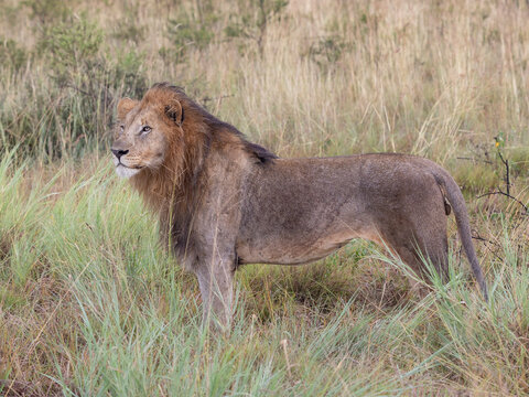 L&ouml;wen M&auml;nnchen im Gras - male lion posing in grass