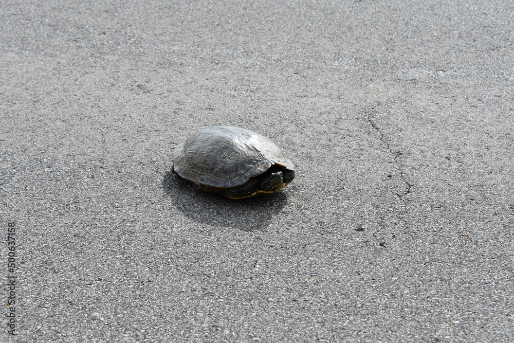 Poster turtle in the middle of a highway