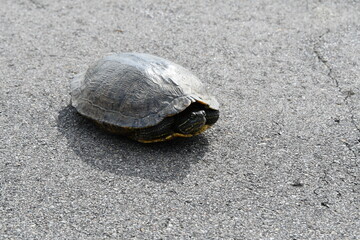 Turtle