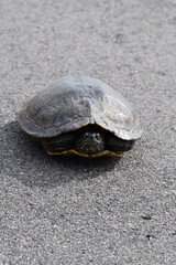 Turtle on a Highway