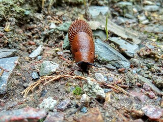 dark snail in the spring garden