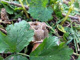 adult snails in the forest