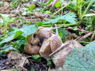 adult snails in the forest