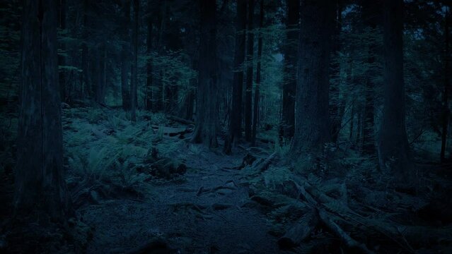 Gliding Along Scenic Forest Path In The Evening