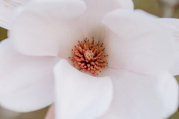 Close up of blooming pink magnolia flowers. Spring background. Beautiful blooming magnolia flowers...