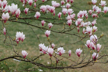 Beautiful blooming magnolia flowers in the city park in spring. Close up of blooming pink magnolia flowers. Spring background.