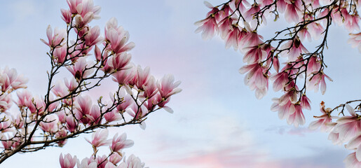 Gentle spring mockup. Beautiful blooming pink magnolia flowers on a background of spring sky. Spring background