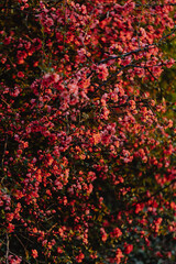 Close up blooming Japanese quince Chaenomeles Maulya - low quince. Chaenomeles speciosa. Chaenomeles Red Joy.