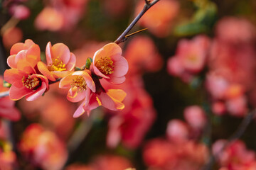 Close up blooming Japanese quince Chaenomeles Maulya - low quince. Chaenomeles speciosa. Chaenomeles Red Joy.