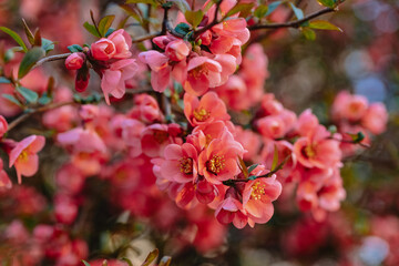 Close up blooming Japanese quince Chaenomeles Maulya - low quince. Chaenomeles speciosa. Chaenomeles Red Joy.
