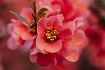 Obraz premium Close up blooming Japanese quince Chaenomeles Maulya - low quince. Chaenomeles speciosa. Chaenomeles Red Joy.