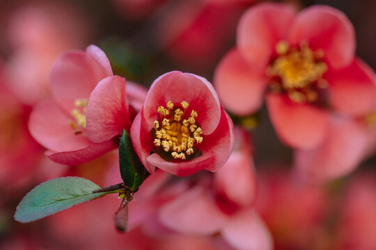 Close up blooming Japanese quince Chaenomeles Maulya - low quince. Chaenomeles speciosa. Chaenomeles Red Joy.