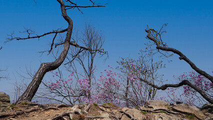 Deterioration of fresh fruits, dying trees and azalea flowers in full bloom