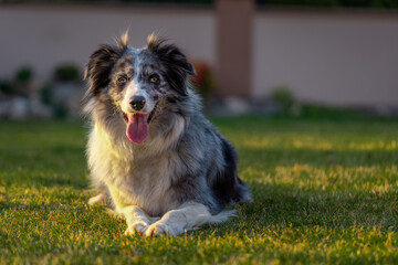 cute young border collie blue merle in the nature at sunset, dog sticking out the tongue, pet photography, lying in the grass