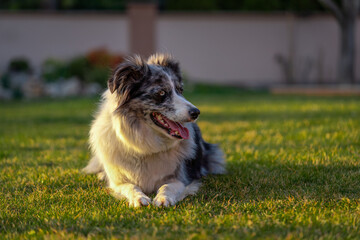 cute young border collie blue merle in the nature at sunset, dog sticking out the tongue, pet photography, lying in the grass