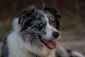 cute young border collie blue merle in the nature at sunset, dog sticking out the tongue, pet photography, lying in the grass