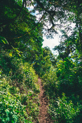 Pasisajes de yunga y selva