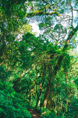 Pasisajes de yunga y selva