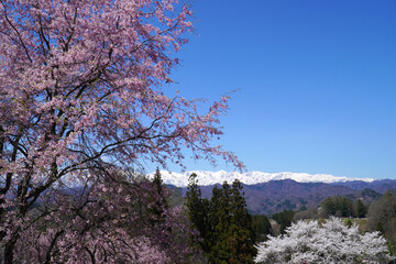小川村から眺めた枝垂れ桜と北アルプス