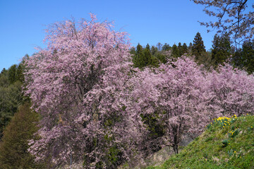 小川村から眺めた枝垂れ桜