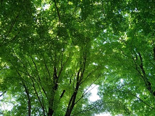 Vista de árboles  con hojas verdes 