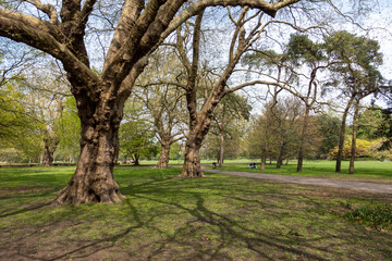 trees in the park