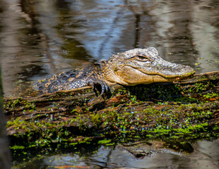 American Alligator Basking