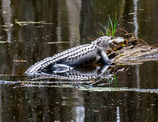 American Alligator Basking