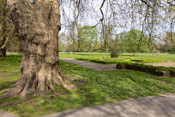 tree in the park