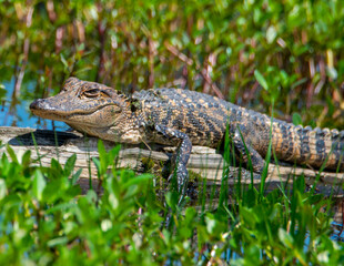 American Alligator Basking
