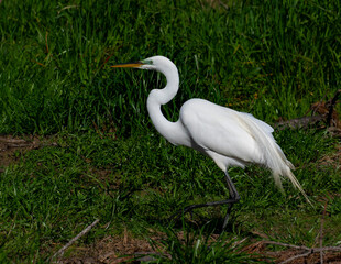 Egret fishing on the shore.